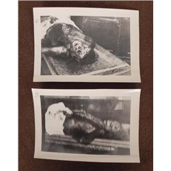 ORIGINAL PHOTOS-AUSCHWITZ CONCENTRATION CAMP