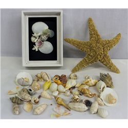 Assortment of Shell Collecting Items