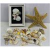 Image 1 : Assortment of Shell Collecting Items