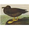 Image 1 : John James Audubon AMERICAN SOOTY ALBATROSS
