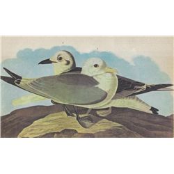 John James Audubon Circa 1946 KITTIWAKE