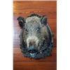 Image 1 : MOUNTED BOAR