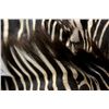 Image 5 : African Zebra Rug