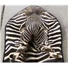 Image 7 : African Zebra Rug