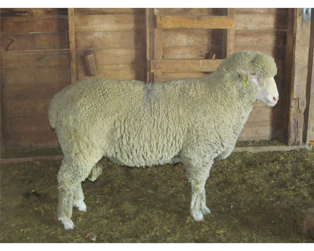 Rambouillet Ram - Lehfeldt Rambouillets