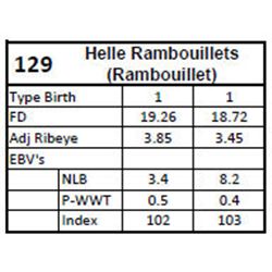 Rambouillet Ram - Helle Rambouillets
