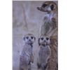 Image 1 : African Wildlife Meerkat