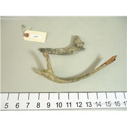 The Amityville Horror Lot of 2 Screen Used Human Bones Props