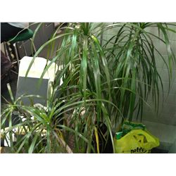 4 PLANTS