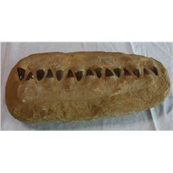 Genuine Mosasaur jaw with preserved teeth from Khouribga, Morocco dig. Over 65 million years old, 17