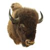 Image 1 : Buffalo Shoulder Mount