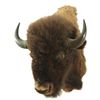 Image 2 : Buffalo Shoulder Mount