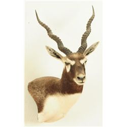 Black Buck Taxidermy Mount