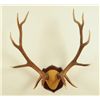 Image 1 : 6 x 6 Elk Horn Mount