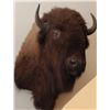Image 2 : Nicely accomplished buffalo mount with orignal