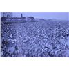 Image 1 : Packed Beach Crowd NY