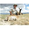 Image 1 : 2-Day Pronghorn Hunt for One Hunter and One Non-Hunter in Utah - Includes Trophy Fee