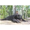 Image 2 : 5-Day Black Bear Hunt for One Hunter in Alberta, Canada - Includes Trophy Fee