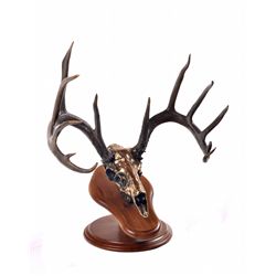 "Dream Buck" - Bronze Sculpture by Artist, Justin Young