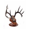 Image 1 : "Dream Buck" - Bronze Sculpture by Artist, Justin Young