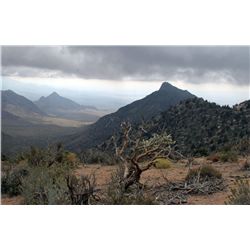 6-Day Management Elk Hunt for One Hunter in the Hualapai Reservation in Arizona