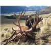 Image 2 : 5-Day Stag and Fallow Buck Hunt for Two Hunters in New Zealand - Includes Trophy Fees