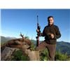 Image 1 : 4-Day Roe Buck Hunt for One Hunter and One Non-Hunter in Austria - Includes Trophy Fee