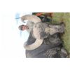 Image 2 : 7-Day Big Game Hunt for Two Hunters in Argentina - Includes Trophy Fees
