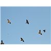 Image 3 : 3-Day High Volume Duck, Dove, Pigeon and Perdiz Hunt with Optional Dorado Fishing for Two Hunters In