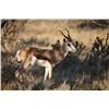 Image 2 : 7-Day Plains Game Hunt for One Hunter in Namibia - Includes Trophy Fees