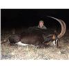 Image 4 : 10-Day Sable and Plains Game Hunt for One Hunter and One Non-Hunter in Zambia - Includes Trophy Fee