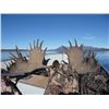 Image 3 : 11-Day Trophy Moose Adventure for One Hunter in the Yukon - Includes Trophy Fee