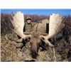 Image 7 : 11-Day Trophy Moose Adventure for One Hunter in the Yukon - Includes Trophy Fee