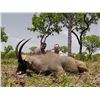 Image 1 : 6-Day Western Roan Hunt for One Hunter in Cameroon