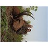 Image 3 : 6-Day Western Roan Hunt for One Hunter in Cameroon