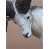 Image 3 : "Ivory King" - Dahl Sheep Sculpture in Bronze By Sam Terakedis