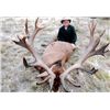 Image 3 : 5-Day Red Stag and Fallow Deer Hunt for One Hunter and One Non-Hunter in New Zealand - Includes Trop