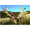 Image 4 : 5-Day Red Stag and Fallow Deer Hunt for One Hunter and One Non-Hunter in New Zealand - Includes Trop
