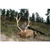 Image 1 : 3-Day/4-Night Elk Hunt for One Hunter and One Non-Hunter in Colorado - Includes Trophy Fee