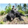 Image 2 : 5-day 1x1 Vancouver Island Black Bear Hunt for One Hunter - Includes Trophy Fee