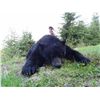 Image 3 : 5-day 1x1 Vancouver Island Black Bear Hunt for One Hunter - Includes Trophy Fee