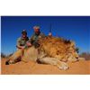 Image 2 : 10-Day Lion and Plains Game Hunt for Two Hunters in South Africa - Includes Trophy Fee Credit