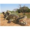 Image 2 : 7-Day Crocodile Hunt for One Hunter and One Non-Hunter in South Africa - Includes Trophy Fee