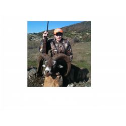 7-Day Mouflon Sheep Hunt for One Hunter and One Non-Hunter in Macedonia - Includes Trophy Fee