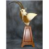 Image 2 : 5-Day Plains Game Hunt for Two Hunters in Namibia - Includes Trophy Fee and Taxidermy Credit