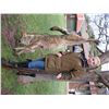 Image 1 : 7-Day Wolf Hunt for One Hunter and One Observer in Macedonia
