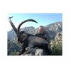 Image 1 : 3-Day Trophy Gredos OR Southeastern Ibex Hunt for One Hunter in Spain - Includes Trophy Fee