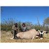 Image 2 : 5-Day Plains Game Hunt for Two Hunters in Namibia - Includes Trophy Fees