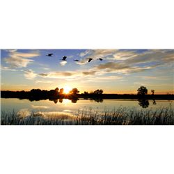 1-1/2 Day Quail Hunt for Two Hunters in Brazos County, Texas