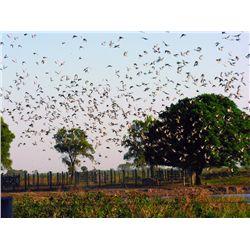 4-Day High Volume Dove Hunt for Three Hunters in Cordoba, Argentina